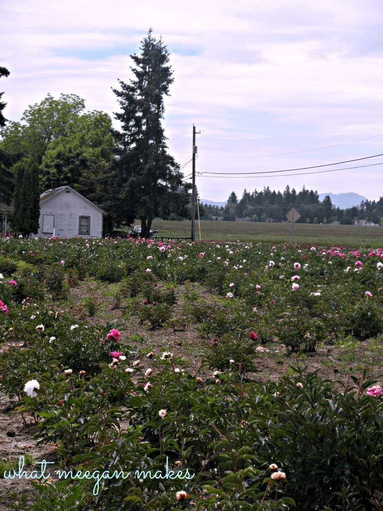 Field Trip Friday To A Rose Garden & Peony Farm.