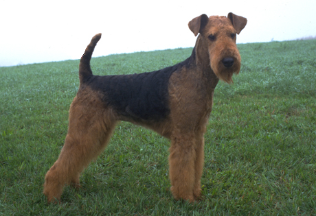 airedale_terrier